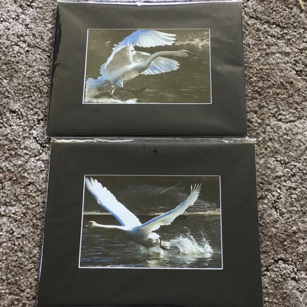2 Swan Pictures